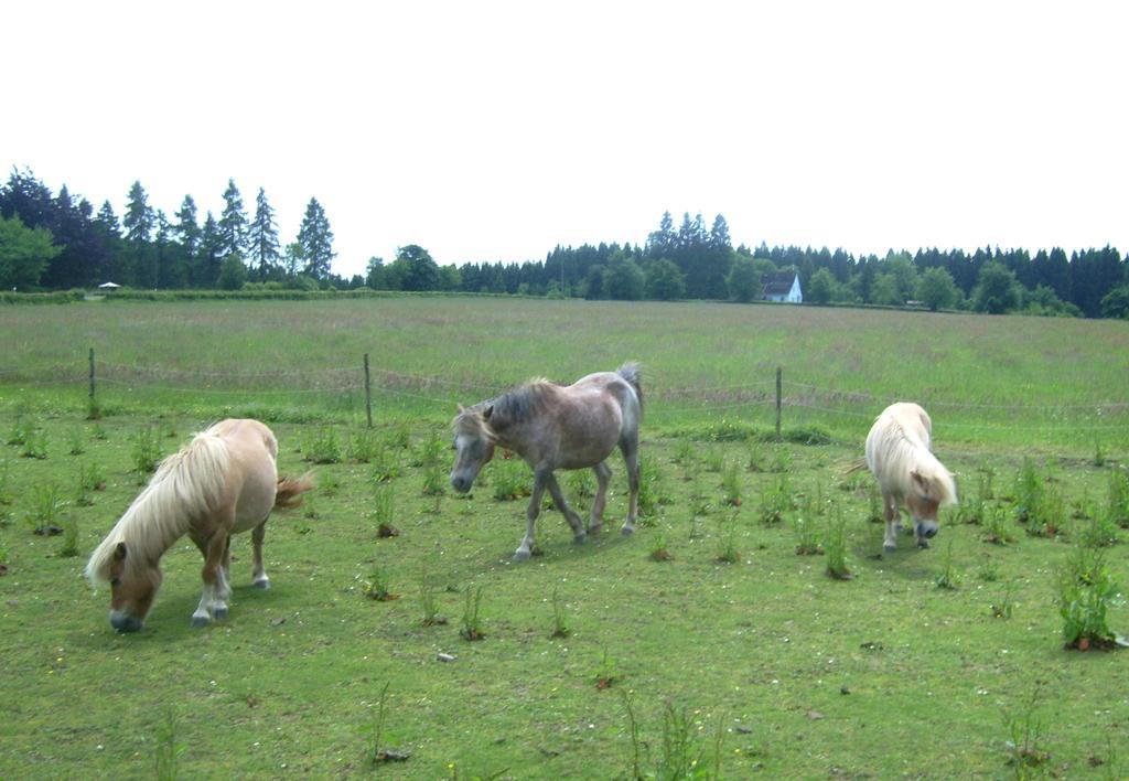 Heidehof Hellenthal 빌라 외부 사진